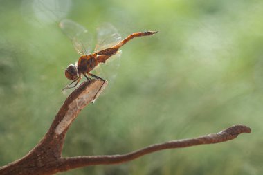 Yusufçuk ve eşsiz eğreltiotu evimin arkasındaki küçük nehirlerin kıyısında bulunur. Bazen yusufçuklar sıradan görünürken ölümsüzleştirildiğinde gerçek güzellik görülecektir. Güzel, zarif ve olağanüstü..