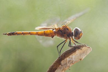 Yusufçuk ve eşsiz eğreltiotu evimin arkasındaki küçük nehirlerin kıyısında bulunur. Bazen yusufçuklar sıradan görünürken ölümsüzleştirildiğinde gerçek güzellik görülecektir. Güzel, zarif ve olağanüstü..