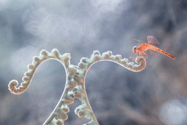 Yusufçuk ve eşsiz eğreltiotu evimin arkasındaki küçük nehirlerin kıyısında bulunur. Bazen yusufçuklar sıradan görünürken ölümsüzleştirildiğinde gerçek güzellik görülecektir. Güzel, zarif ve olağanüstü..