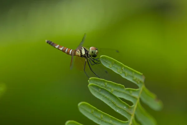 Dragonfly Unique Ferns Found Banks Small Rivers Flowing House Sometimes — Stock Photo, Image