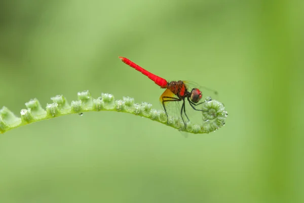 Libellen Und Einzigartige Farne Sind Den Ufern Kleiner Flüsse Finden — Stockfoto