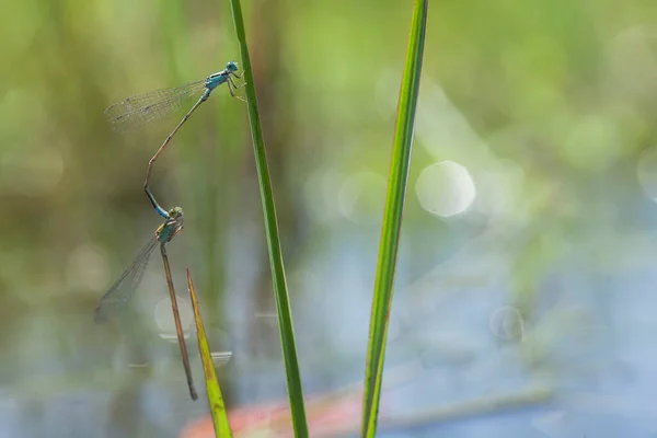 Libellule Les Fougères Uniques Trouvent Sur Les Rives Des Petites — Photo