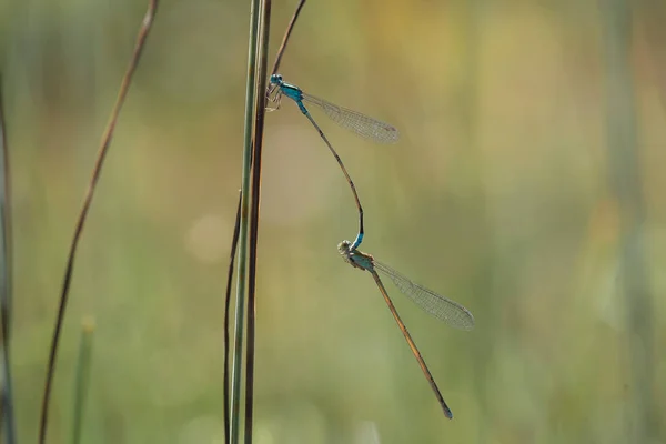 Dragonfly Unique Ferns Found Banks Small Rivers Flowing House Sometimes — Stock Photo, Image