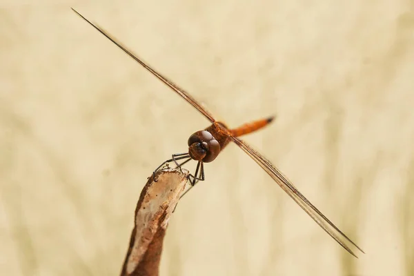 Dragonfly Unique Ferns Found Banks Small Rivers Flowing House Sometimes — Stock Photo, Image