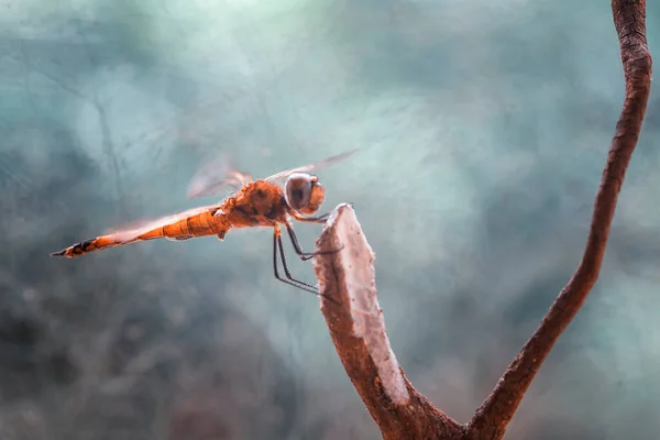 Libellula Felci Uniche Trovano Sulle Rive Piccoli Fiumi Che Scorrono — Foto Stock