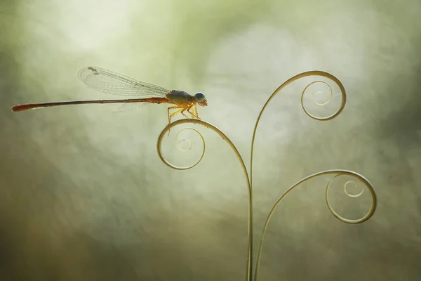 Libellen Libellen Burgfräulein Burgfräulein Tier Tiere Insekten Insekten Makrofotografie Naturfotografie — Stockfoto