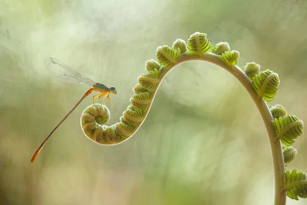 Vážky Vážky Panny Panny Zvířata Hmyz Hmyz Makro Fotografie Příroda — Stock fotografie