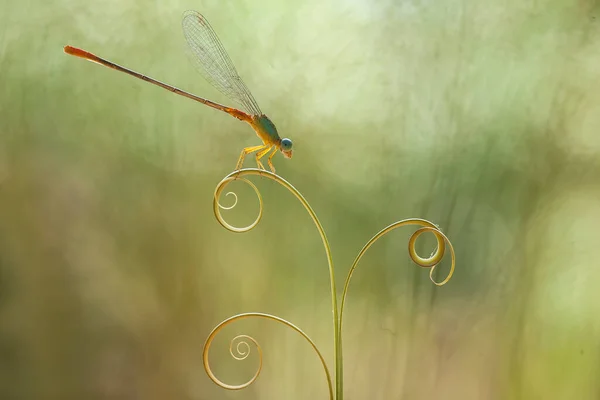 Dragonfly Dragonfly Damselfly Damselfly Ζώο Ζώα Έντομο Έντομα Μακροφωτογραφία Φωτογραφία — Φωτογραφία Αρχείου