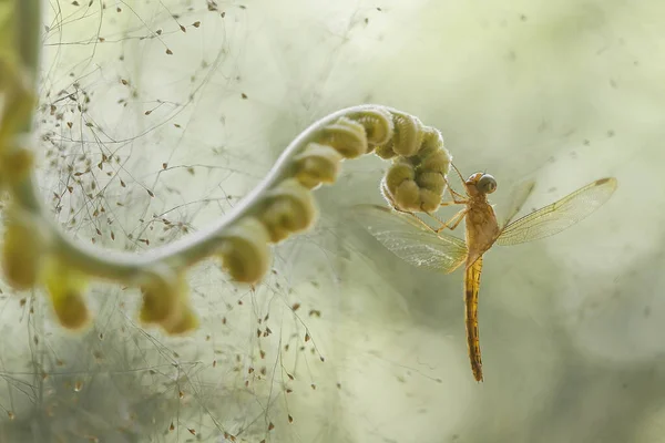 Libellula Felci Uniche Trovano Sulle Rive Piccoli Fiumi Che Scorrono — Foto Stock