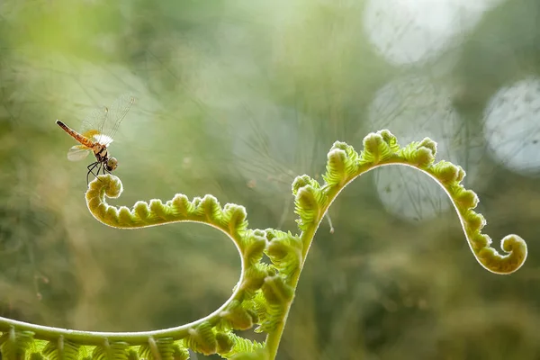 Dragonfly Unieke Varens Zijn Vinden Oevers Van Kleine Riviertjes Die — Stockfoto