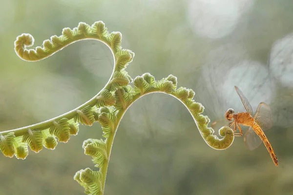 Libellen Und Einzigartige Farne Sind Den Ufern Kleiner Flüsse Finden — Stockfoto