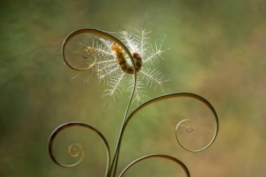 Bu tırtıl çok aç gözlü bir yaprak yiyicidir, bu tırtılın bitkileri yemeye başladığını keşfettim, ve bedeni sadece bir gün içinde çok büyüyecek çünkü bitkisel yaprakları bitirene kadar yemeye devam edecek..