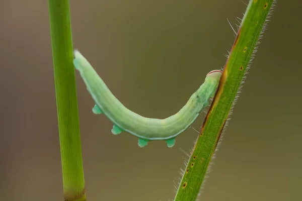 Cette Chenille Est Une Mangeuse Feuilles Très Gourmande Trouvé Que — Photo