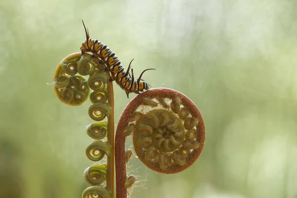 This Caterpillar is a very greedy leaf eater, I found this caterpillar is starting to eat plants, and its body is still small in just one day it will become very large because it continues to eat plant leaves until it runs out.