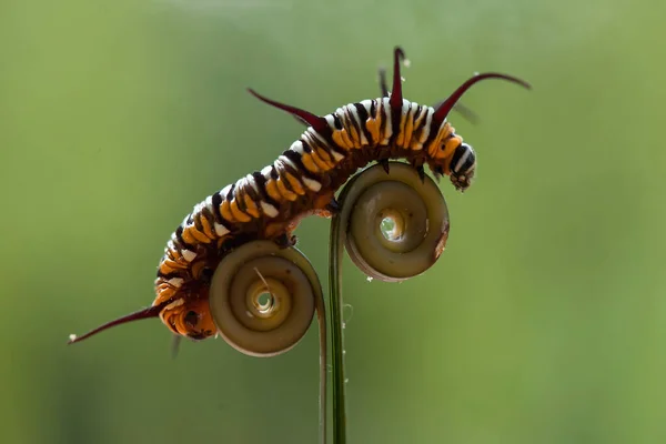 Caterpillar Very Greedy Leaf Eater Found Caterpillar Starting Eat Plants — Stock Photo, Image