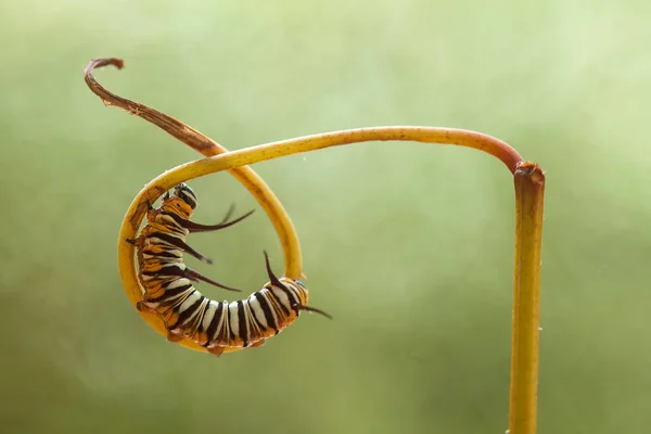 Caterpillar Mycket Girig Bladätare Jag Hittade Denna Larv Börjar Äta — Stockfoto