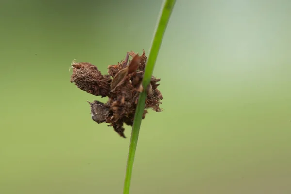 This  Caterpillar is a very greedy leaf eater, I found this caterpillar is starting to eat plants, and its body is still small in just one day it will become very large because it continues to eat plant leaves until it runs out.