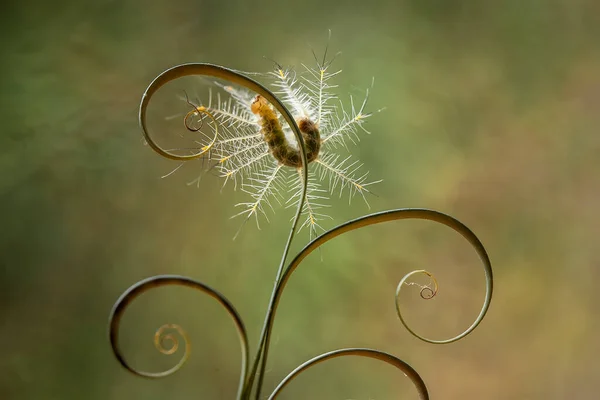 Caterpillar Mycket Girig Bladätare Jag Hittade Denna Larv Börjar Äta — Stockfoto