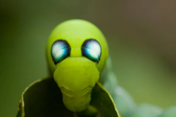 Caterpillar Very Greedy Leaf Eater Found Caterpillar Starting Eat Plants — Stock Photo, Image