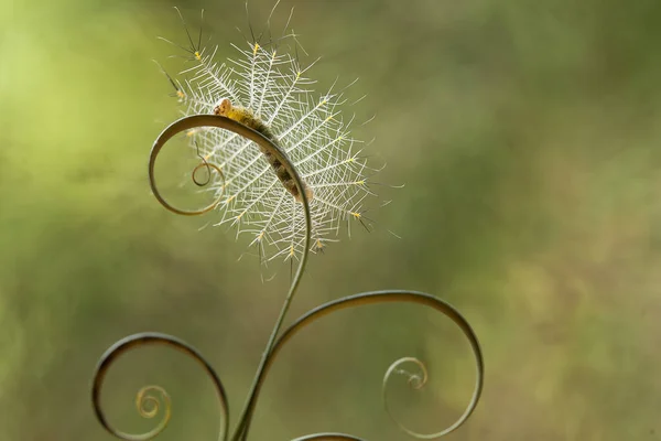 This  Caterpillar is a very greedy leaf eater, I found this caterpillar is starting to eat plants, and its body is still small in just one day it will become very large because it continues to eat plant leaves until it runs out.