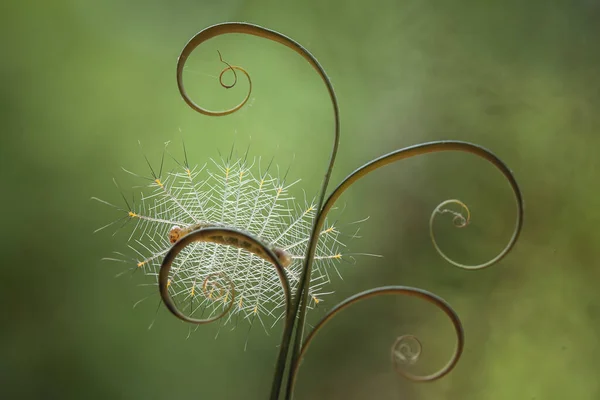 Esta Lagarta Comedor Folhas Muito Ganancioso Descobri Que Esta Lagarta — Fotografia de Stock