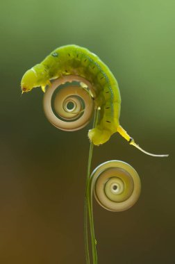 Bu tırtıl çok aç gözlü bir yaprak yiyicidir, bu tırtılın bitkileri yemeye başladığını keşfettim, ve bedeni sadece bir gün içinde çok büyüyecek çünkü bitkisel yaprakları bitirene kadar yemeye devam edecek..