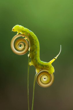 Bu tırtıl çok aç gözlü bir yaprak yiyicidir, bu tırtılın bitkileri yemeye başladığını keşfettim, ve bedeni sadece bir gün içinde çok büyüyecek çünkü bitkisel yaprakları bitirene kadar yemeye devam edecek..