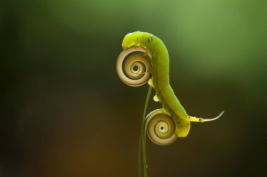 Bu tırtıl çok aç gözlü bir yaprak yiyicidir, bu tırtılın bitkileri yemeye başladığını keşfettim, ve bedeni sadece bir gün içinde çok büyüyecek çünkü bitkisel yaprakları bitirene kadar yemeye devam edecek..