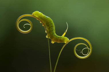 Bu tırtıl çok aç gözlü bir yaprak yiyicidir, bu tırtılın bitkileri yemeye başladığını keşfettim, ve bedeni sadece bir gün içinde çok büyüyecek çünkü bitkisel yaprakları bitirene kadar yemeye devam edecek..