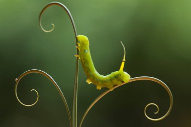 Bu tırtıl çok aç gözlü bir yaprak yiyicidir, bu tırtılın bitkileri yemeye başladığını keşfettim, ve bedeni sadece bir gün içinde çok büyüyecek çünkü bitkisel yaprakları bitirene kadar yemeye devam edecek..