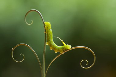 Bu tırtıl çok aç gözlü bir yaprak yiyicidir, bu tırtılın bitkileri yemeye başladığını keşfettim, ve bedeni sadece bir gün içinde çok büyüyecek çünkü bitkisel yaprakları bitirene kadar yemeye devam edecek..