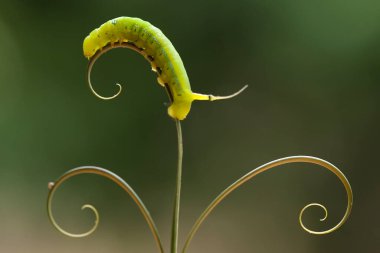 Bu tırtıl çok aç gözlü bir yaprak yiyicidir, bu tırtılın bitkileri yemeye başladığını keşfettim, ve bedeni sadece bir gün içinde çok büyüyecek çünkü bitkisel yaprakları bitirene kadar yemeye devam edecek..