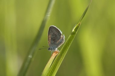 Etrafımızdaki çeşitli böcekler besin zincirinin bir parçasıdır, şekli çok güzel ve benzersizdir, bir makro mercekle bu güzel böcekler ölümsüzleştirilebilir.