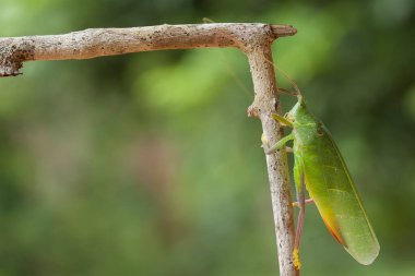Etrafımızdaki çeşitli böcekler besin zincirinin bir parçasıdır, şekli çok güzel ve benzersizdir, bir makro mercekle bu güzel böcekler ölümsüzleştirilebilir.
