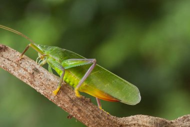 Etrafımızdaki çeşitli böcekler besin zincirinin bir parçasıdır, şekli çok güzel ve benzersizdir, bir makro mercekle bu güzel böcekler ölümsüzleştirilebilir.