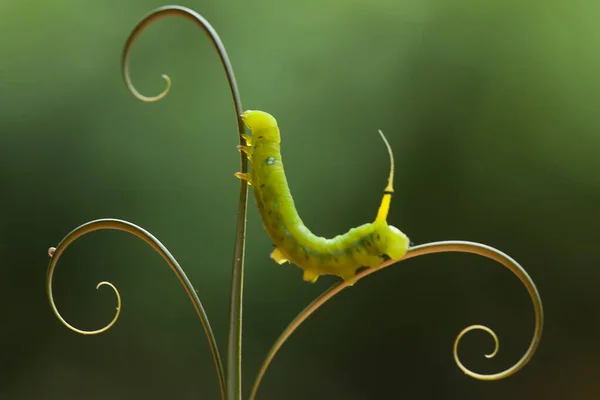 Esta Lagarta Comedor Folhas Muito Ganancioso Descobri Que Esta Lagarta — Fotografia de Stock