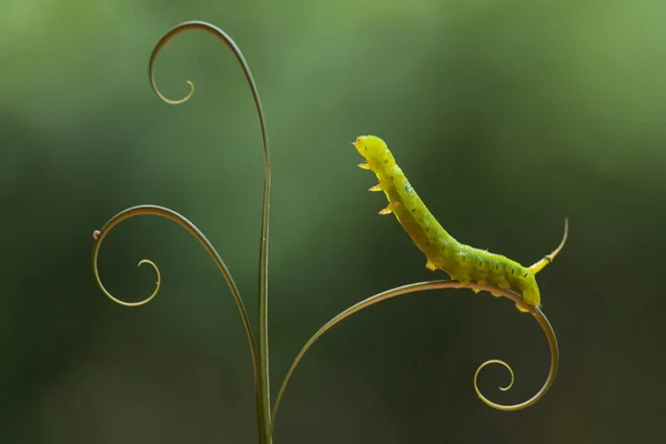 This Caterpillar is a very greedy leaf eater, I found this caterpillar is starting to eat plants, and its body is still small in just one day it will become very large because it continues to eat plant leaves until it runs out.