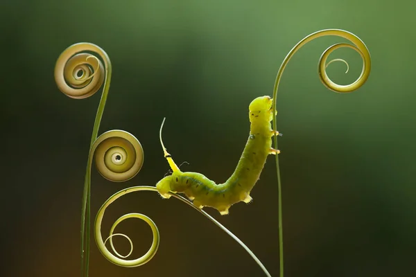 Esta Lagarta Comedor Folhas Muito Ganancioso Descobri Que Esta Lagarta — Fotografia de Stock