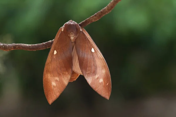 Olika Typer Insekter Omkring Oss Del Näringskedjan Formen Mycket Vacker — Stockfoto