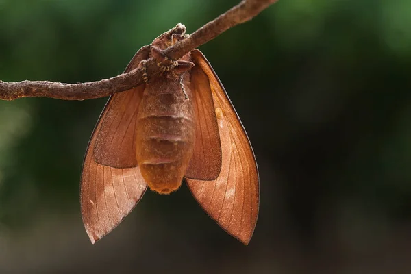 Varios Tipos Insectos Están Alrededor Nosotros Son Parte Cadena Alimentaria —  Fotos de Stock