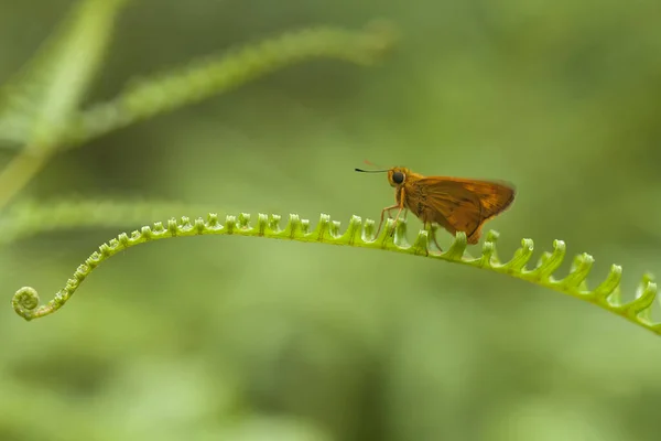 Různé Druhy Hmyzu Jsou Kolem Nás Jsou Součástí Potravního Řetězce — Stock fotografie