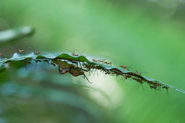 Varios Tipos Insectos Están Alrededor Nosotros Son Parte Cadena Alimentaria — Foto de Stock