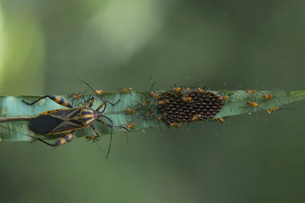 Varios Tipos Insectos Están Alrededor Nosotros Son Parte Cadena Alimentaria — Foto de Stock