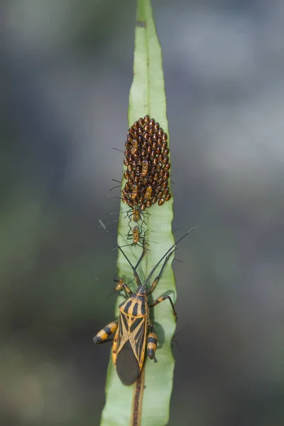 Varios Tipos Insectos Están Alrededor Nosotros Son Parte Cadena Alimentaria — Foto de Stock