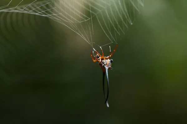 Varios Tipos Insectos Están Alrededor Nosotros Son Parte Cadena Alimentaria — Foto de Stock