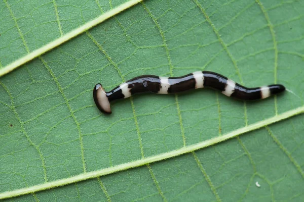 Olika Typer Insekter Omkring Oss Del Näringskedjan Formen Mycket Vacker — Stockfoto