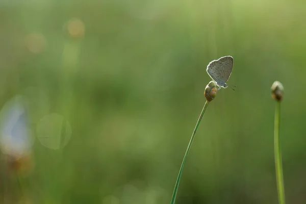 Varios Tipos Insectos Están Alrededor Nosotros Son Parte Cadena Alimentaria — Foto de Stock