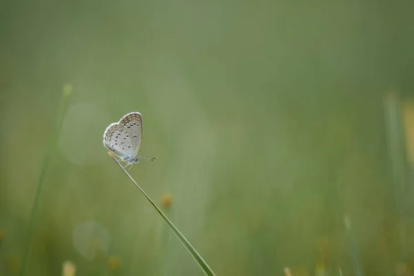 Différents Types Insectes Sont Autour Nous Ils Font Partie Chaîne — Photo