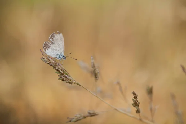 Varios Tipos Insectos Están Alrededor Nosotros Son Parte Cadena Alimentaria — Foto de Stock