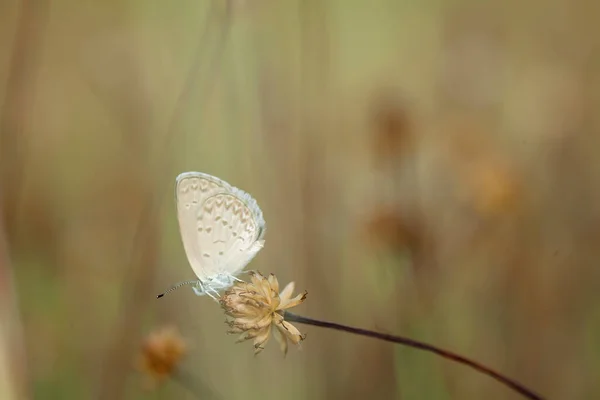 Différents Types Insectes Sont Autour Nous Ils Font Partie Chaîne — Photo